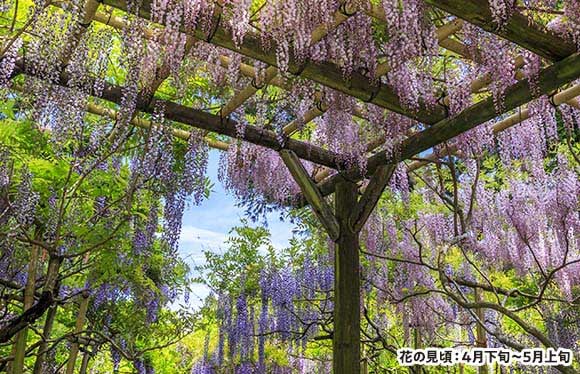 おとなび 添乗員同行ツアー 50歳からの大人旅なら日本旅行