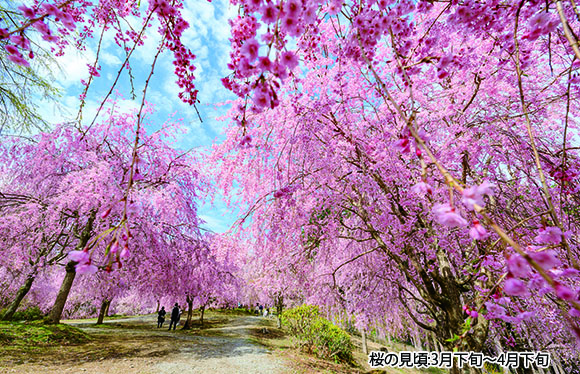 【会員限定】貸切ヘリコプターから見る世界遺産・吉野千本桜の絶景　2日間