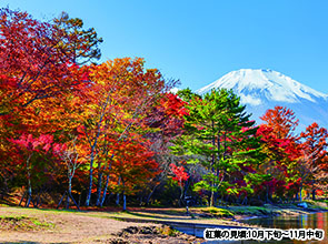 【会員限定】「富士河口湖」「山中湖」紅葉まつり　２日間