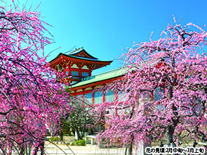 【会員限定】「瓦そば」・「ふく会席」と 早春の萩・防府３つの花めぐり２日間