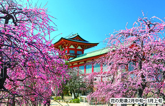 【会員限定】「瓦そば」・「ふく会席」と 早春の萩・防府３つの花めぐり２日間