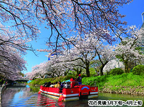 「能登さくら駅」と遊覧船から見上げる「松川べりの桜」　２日間