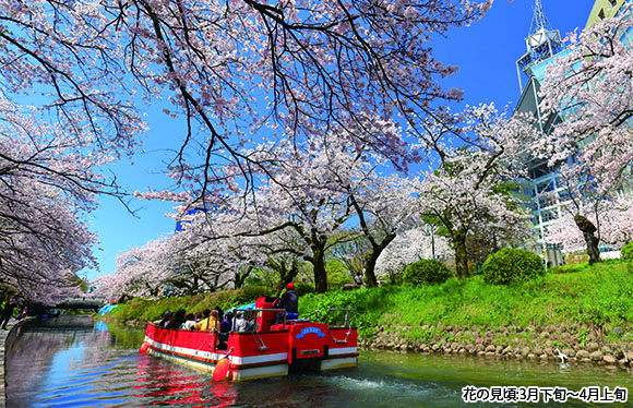 「能登さくら駅」と遊覧船から見上げる「松川べりの桜」　２日間