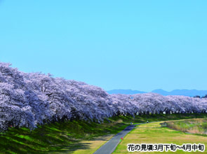 足羽川に広がる”ピンク色のカーテン　桜のトンネルウォーク　日帰り