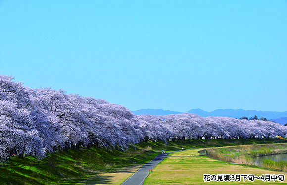 足羽川に広がる”ピンク色のカーテン　桜のトンネルウォーク　日帰り