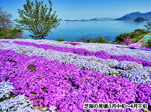 貸切船で行く志々島　日帰り