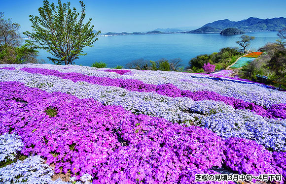 貸切船で行く志々島　日帰り