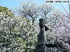 純白の桜「ミドリヨシノ」観賞２日間