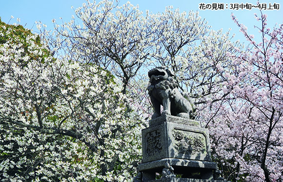 純白の桜「ミドリヨシノ」観賞２日間