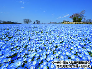  とっておきの花名所「桜」「菜の花」「芝桜」「ネモフィラ」の四重奏　２日間