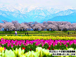 「高田城址公園観桜会」とあさひ舟川「春の四重奏」　２日間