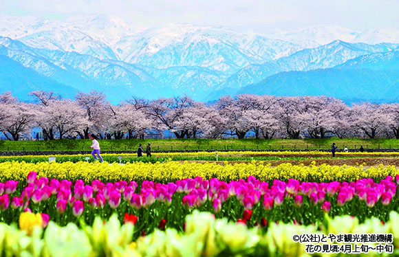 「高田城址公園観桜会」とあさひ舟川「春の四重奏」　２日間