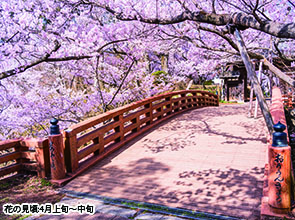 【会員限定】「タカトオコヒガンザクラ」と信州の花の名所めぐり　３日間