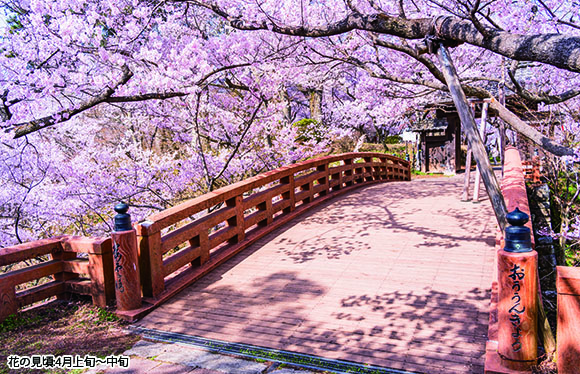 【会員限定】「タカトオコヒガンザクラ」と信州の花の名所めぐり　３日間