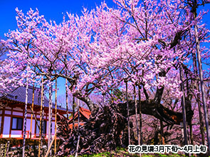【会員限定】日本三大桜「山高神代桜」と「身延山久遠寺」　２日間