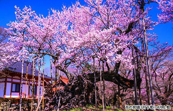 【会員限定】日本三大桜「山高神代桜」と「身延山久遠寺」　２日間