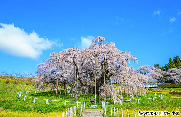 【会員限定】日本三大桜「三春滝桜」と「花見山公園」と「鶴ヶ城」　３日間