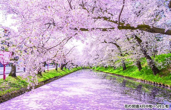 【会員限定】「北上展勝地」「角館」「弘前公園」みちのく三大桜　４日間　