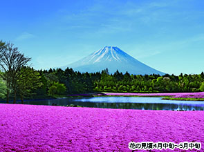 【会員限定】忍野八海」と「富士芝桜まつり」　２日間