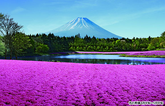 【会員限定】忍野八海」と「富士芝桜まつり」　２日間