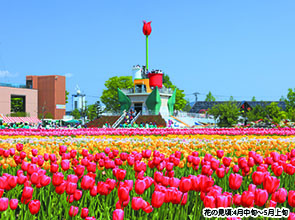 春を告げる「ホタルイカ」と富山湾の宝石「白海老」　２日間