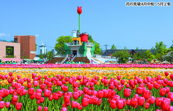 春を告げる「ホタルイカ」と富山湾の宝石「白海老」　２日間