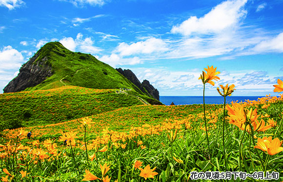 【会員限定】「佐渡金山」と幻の植物「トビシマカンゾウ」　３日間