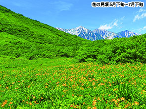【会員限定】「白馬五竜高山植物園」と「栂池自然園」　３日間