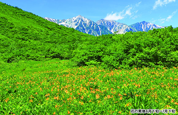 【会員限定】「白馬五竜高山植物園」と「栂池自然園」　３日間
