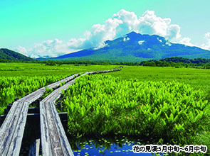 【会員限定】高山植物の宝庫　遥かなる尾瀬ハイキング　３日間