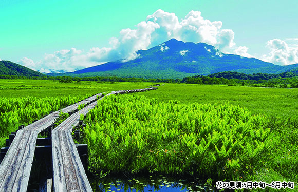 【会員限定】高山植物の宝庫　遥かなる尾瀬ハイキング　３日間