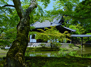 現地ガイドと巡る京都旅（清水寺～高台寺～八坂神社）　日帰り