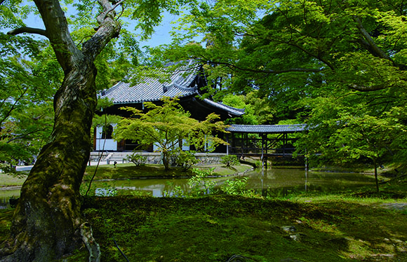 現地ガイドと巡る京都旅（清水寺～高台寺～八坂神社）　日帰り