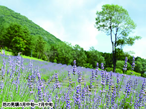 ラベンダーパーク多可とランプシェード作り体験　日帰り