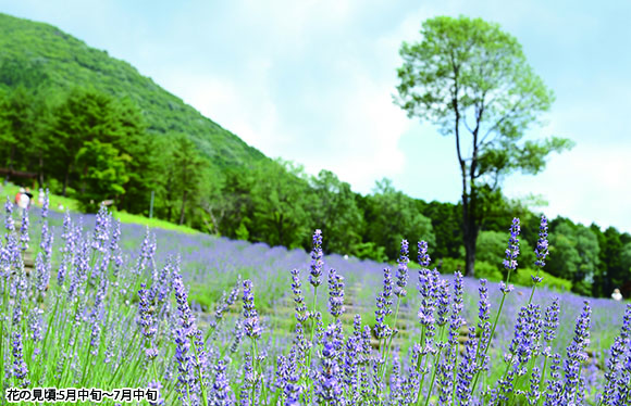 ラベンダーパーク多可とランプシェード作り体験　日帰り