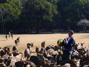 【会員限定】春日大社参拝・奈良の風物詩「鹿寄せ」　２日間