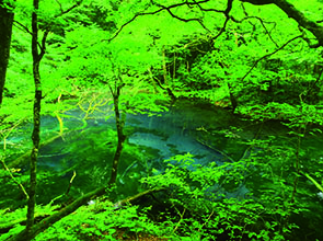【会員限定】世界遺産白神山地と奥入瀬渓流ハイキング　３日間