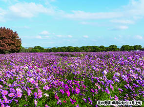「海の中道海浜公園」と北九州の花めぐり　２日間