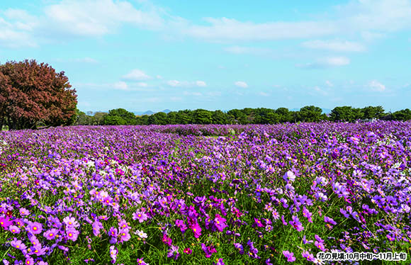 「海の中道海浜公園」と北九州の花めぐり　２日間