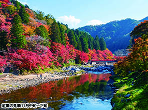 紅葉「香嵐渓」と「小原四季桜」　２日間