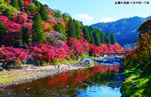 紅葉「香嵐渓」と「小原四季桜」　２日間