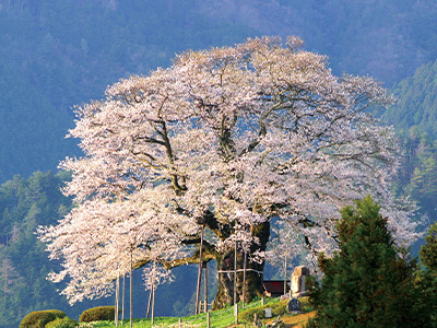 醍醐桜の画像