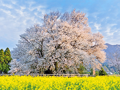 一心行の大桜の画像