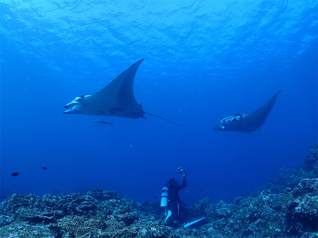 マンタ（シュノーケリング・ダイビング）