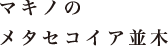 マキノのメタセコイア並木