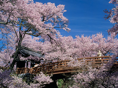 高遠城の桜/長野
