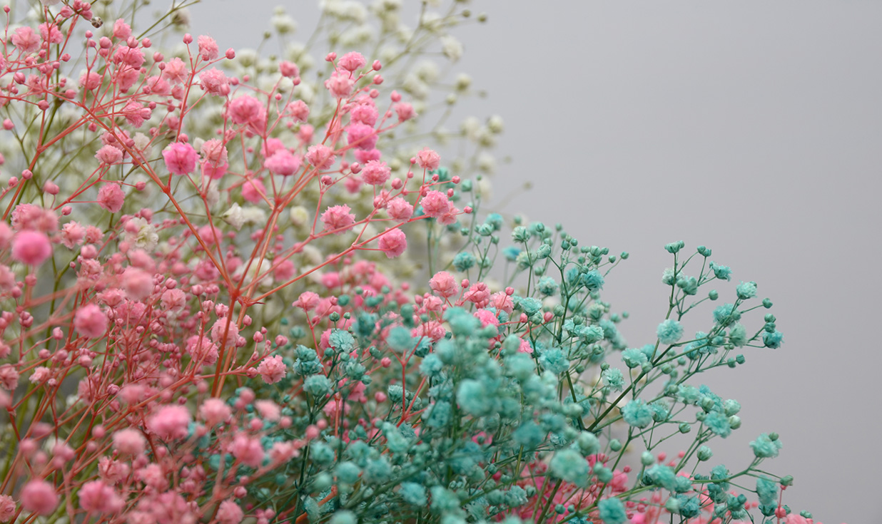 かすみ草の染色体験