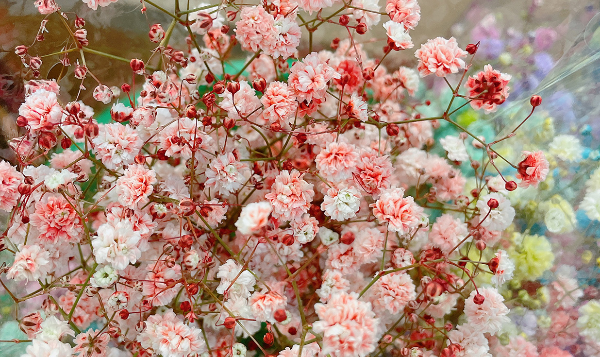 かすみ草の染色体験