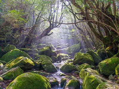 屋久島・種子島・奄美大島・与論島エリア(イメージ)