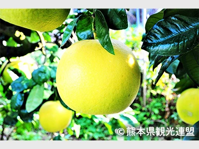 晩白柚(イメージ)
